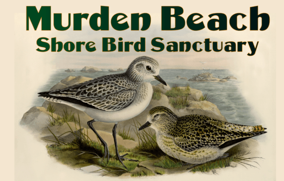 Murden Font: A Vintage Display Typeface for Bold Web Design